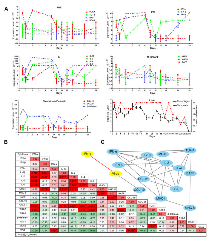 Dynamic immune-related gene expression profiles induced by DHAV-H strain and also the viral loads in liver.