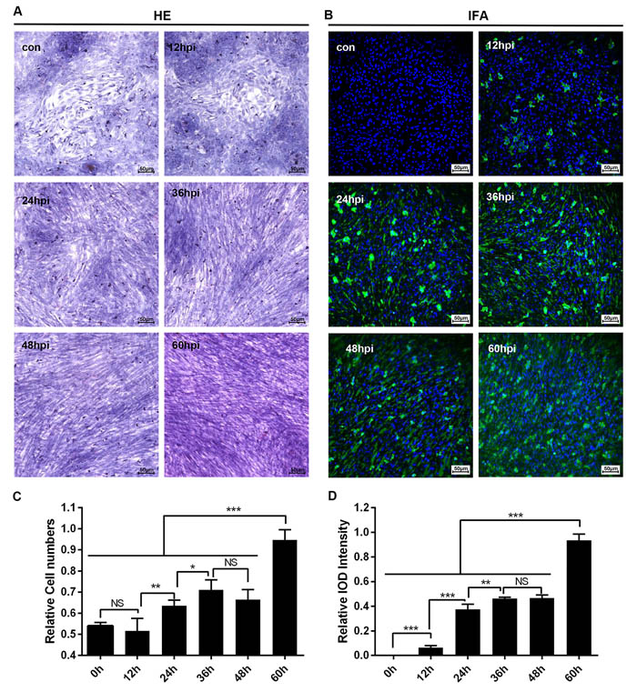 Microscopic lesions and virus replication of duck embryo HSCs infected with DHAV-1 H strain.