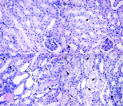 Histopathological changes in the kidney of mice at 42 days of the experiment.
