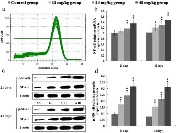 Changes of mRNA and protein expression levels of NF-&#x3ba;B in the kidney at 21 and 42 days of the experiment.