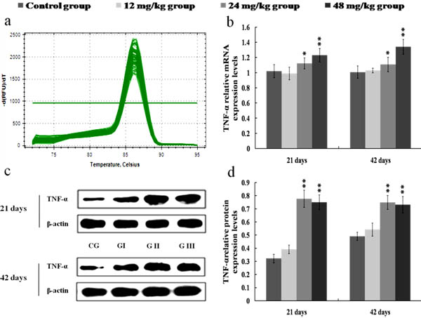 Changes of mRNA and protein expression levels of TNF-&#x3b1; in the kidney at 21 and 42 days of the experiment.