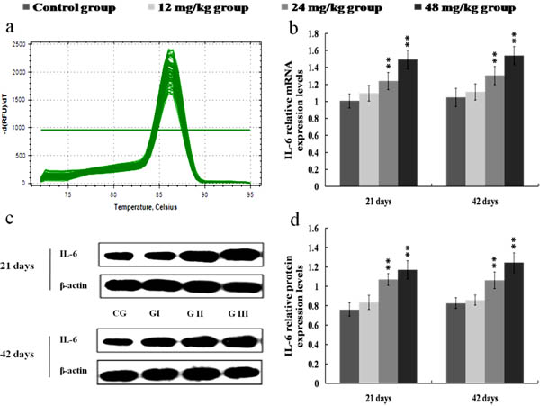 Changes of mRNA and protein expression levels of IL-6 in the kidney at 21 and 42 days of the experiment.