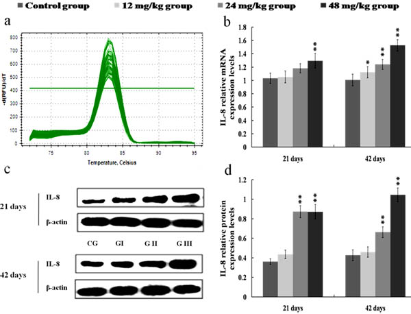 Changes of mRNA and protein expression levels of IL-8 in the kidney at 21 and 42 days of the experiment.