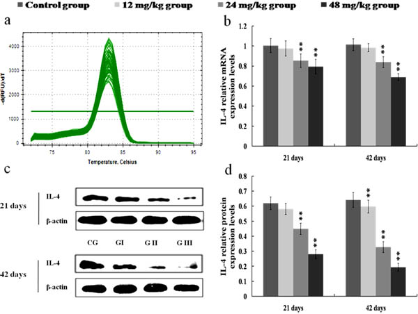 Changes of mRNA and protein expression levels of IL-4 in the kidney at 21 and 42 days of the experiment.