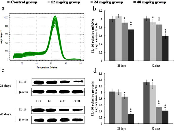 Changes of mRNA and protein expression levels of IL-10 in the kidney at 21 and 42 days of the experiment.