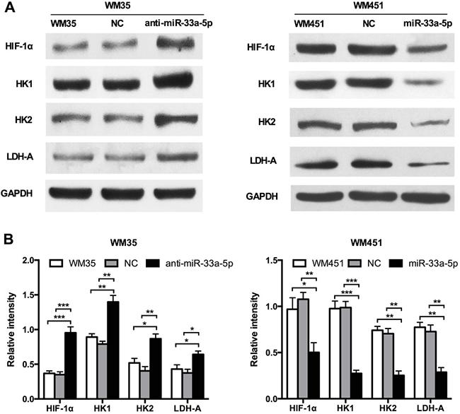 miR-33a-5p targets the glycolysis signaling pathway in MM.