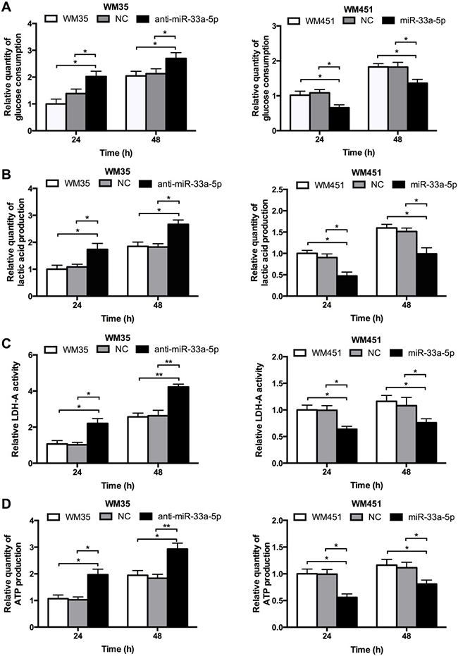 miR-33a-5p plays an inhibitory role in glycolysis in MM cells.