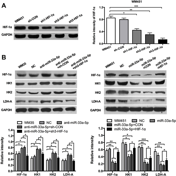 HIF-1&#x03B1; restores the inhibitory effect of miR-33a-5p on glycolysis.