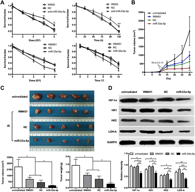 miR-33a-5p increases cell radiosensitivity by negatively regulating glycolysis in MM.
