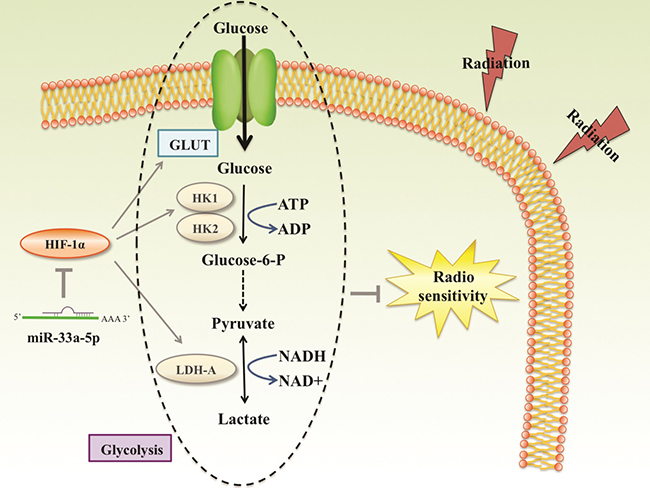 Reported and potential mechanisms for the regulation of the radiosensetivity by miR-33a-5p in MM.