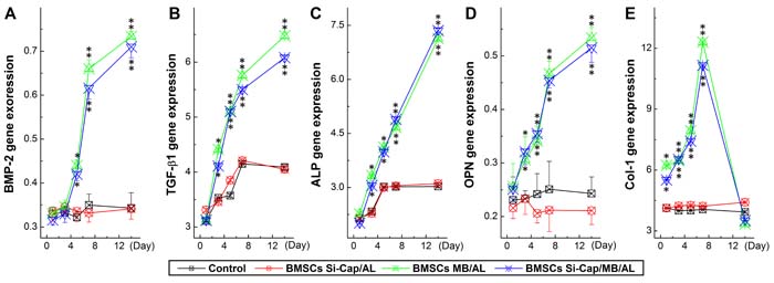Expression profiles of growth factors (BMP2 and TGF-b) and related genes (ALP, OPN, and Col-I) using real-time RT-PCR.