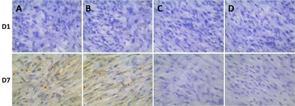 Immunohistochemical analysis of OPN expression co-cultured with BMSCs at one day (D1) and 7 days (D7).