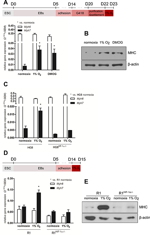 Effect of hypoxia and the pharmacological stabilization of HIF on MHC expression.