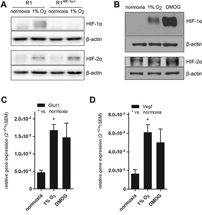 HIF protein stabilization and HIF-1&#x03B1; transcriptional activity.