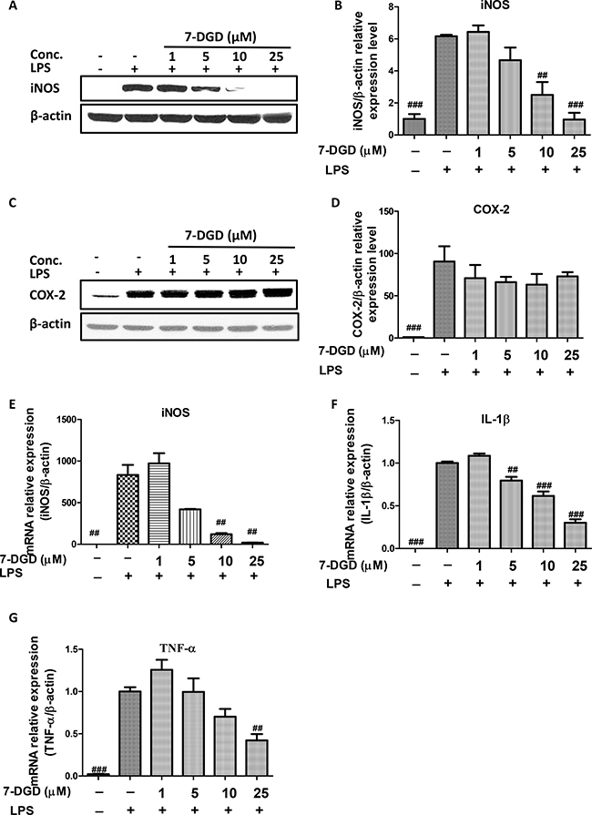 7-DGD inhibited mRNA and protein expression of iNOS, and mRNA expression of IL-1&#x03B2; and TNF-&#x03B1; in RAW 264.7 cells induced by LPS.