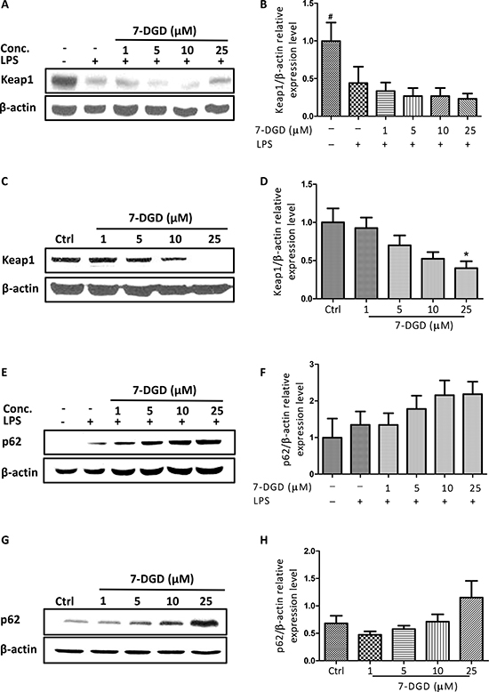 7-DGD induced Keap1 degradation and promoted p62 expression.
