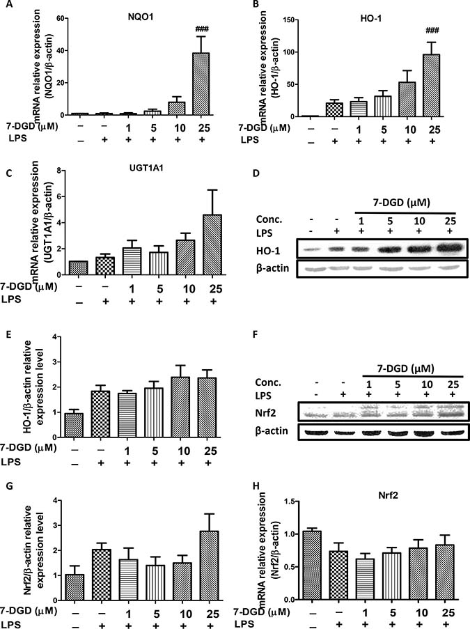 7-DGD up-regulated anti-oxidant enzymes mRNA and protein expression, as well as Nrf2 accumulation in RAW264.7 cells induced by LPS.