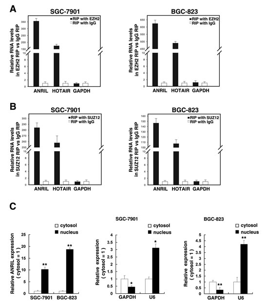 Figure 4:ANRIL could bind to PRC2, and subcellular fractionation location of ANRIL.