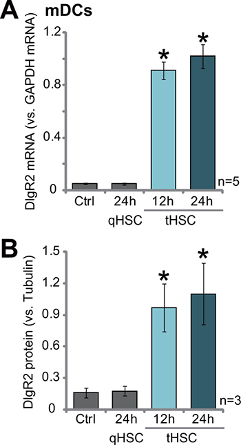 tHSCs co-culture induces DIgR2 expression in bone marrow-derived dendritic cells.
