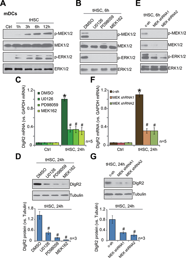 MEK-ERK activation is required for DIgR2 expression in tHSCs-stimulated mDCs.