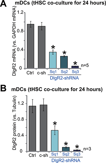 shRNA knockdown of DIgR2 in bone marrow-derived dendritic cells (mDCs).