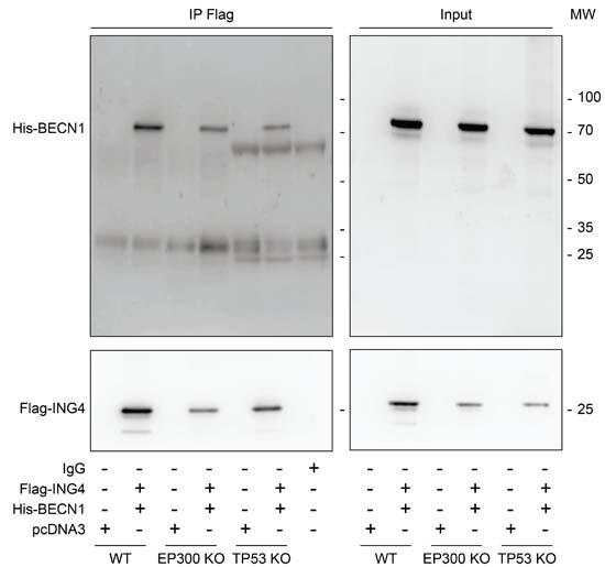 EP300 or TP53 are dispensable for the interaction between ING4 and BECN1.