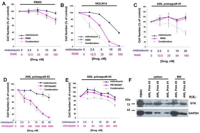 Potentiation of effects of midostaurin against drug-resistant AML primagraft cells by R406 and PRT062607.