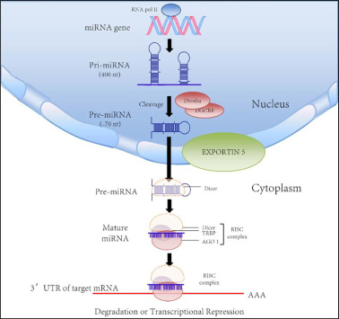 Biogenesis and biological function of microRNA [44].