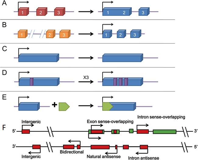 The origins of lncRNAs [87, 88].