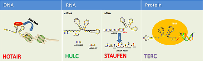 lncRNAs function via directly interacting with DNA, RNA, protein [89, 90].