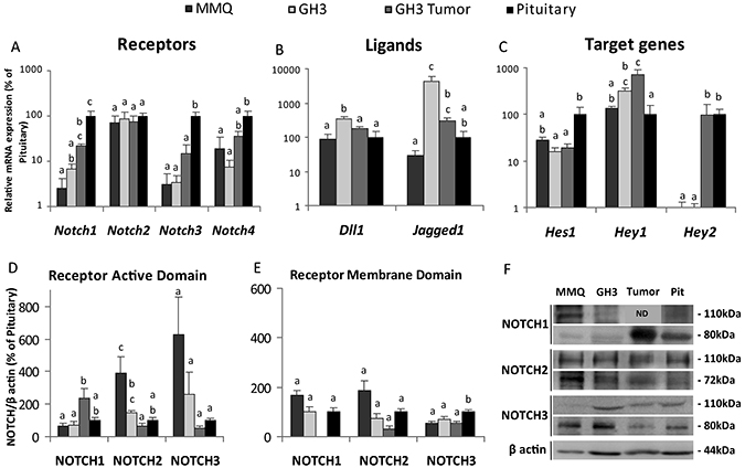 Expression pattern of Notch pathway genes and proteins in prolactinoma cell lines, tumor xenografts and normal pituitaries.