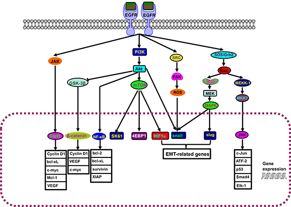 EGFR-Akt-NF-&#x03BA;B pathway.