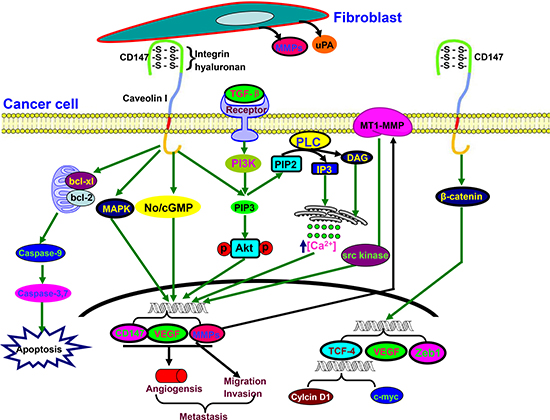 The biological functions of CD147.