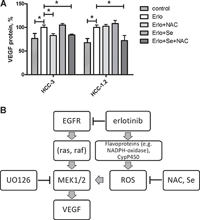 Selenium and N-acetylcystein reduce erlotinib-induced VEGF formation in HCC cells.