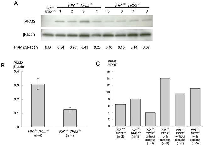 Western blot analysis of pyruvate kinase (PK) M2.