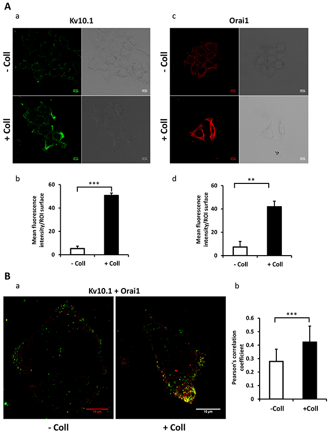 Collagen 1 promotes the co-localization of Kv10.1 and Orai 1 at plasma membrane in BC cells.