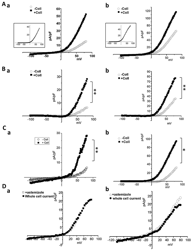 Collagen increases Kv10.1 functional channel activity in BC cells.