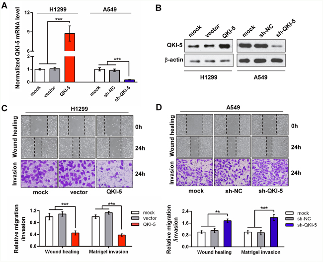 The inhibitory effects of QKI-5 on the migration and invasion of LC cells.