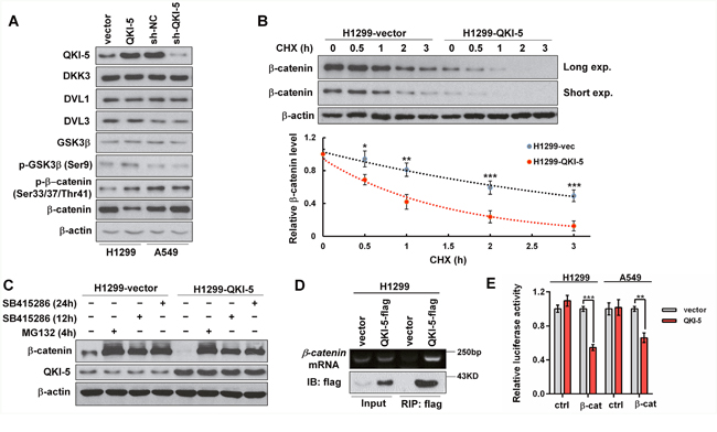 The mechanisms by which QKI-5 decreases &#x03B2;-catenin in LC cells.