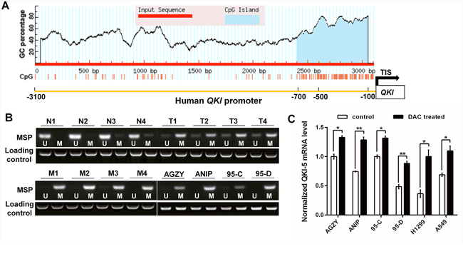 QKI promoter hypermethylation inhibits its expression in LC cells.