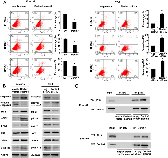 Derlin-1 inhibits apoptosis and activates AKT/Bcl-2 signaling pathway in ESCC cells.