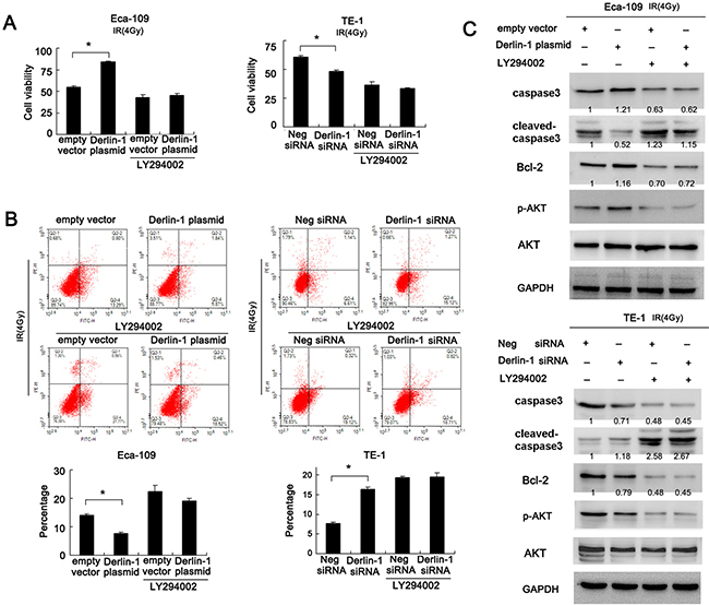 Inhibition of AKT pathway abolishes the role of Derlin-1 on IR induced apoptosis.