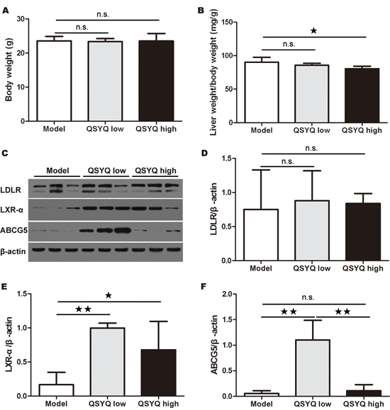 Effect of QSYQ on liver weight and liver cholesterol excretion pathway of ApoE-/- mice.