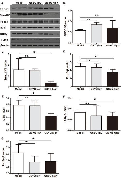 Effect of QSYQ on regulatory T cells and T helper 17 cells in spleen of ApoE-/- mice.