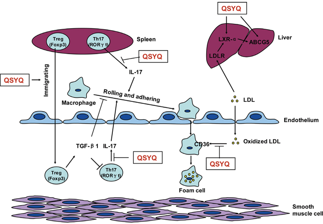 Proposed mechanism underlying QSYQ against atherosclerosis.