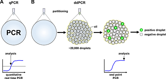 Schematic models of quantitative real-time and droplet digital PCR.