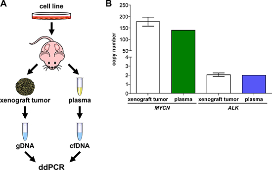 MYCN and ALK copy numbers assessed in cell-free DNA from plasma reflect copy numbers determined from xenograft tumor genomic DNA.