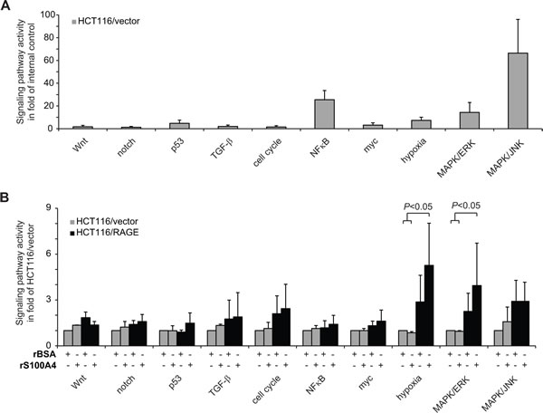 Fig 3: S100A4-RAGE interaction hyperactivates MAPK/ERK and hypoxia signaling pathways.