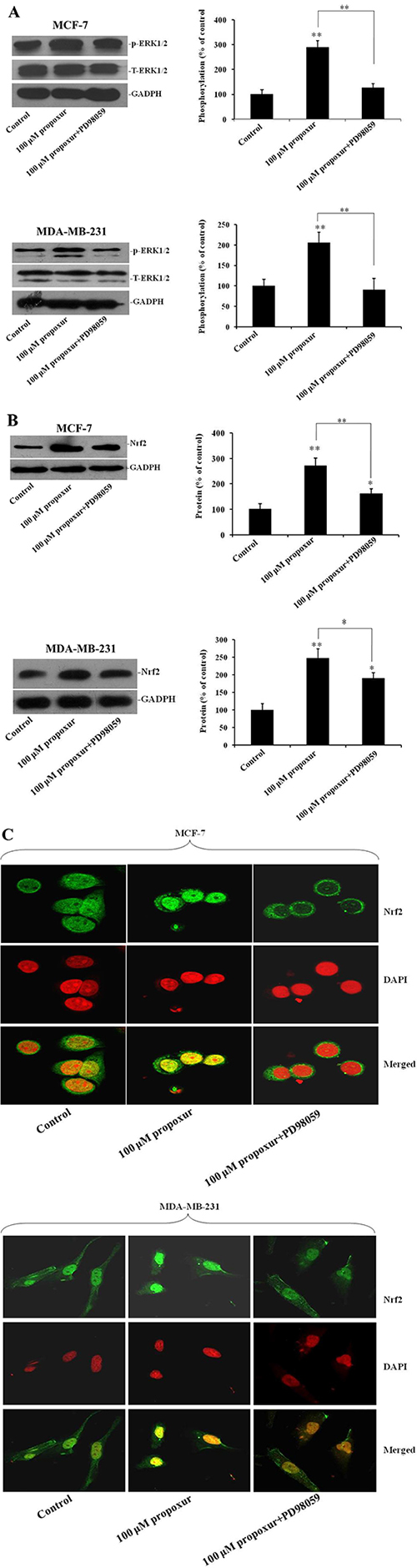 Inhibiting ERK1/2 activation by PD98059 suppresses the expression and translocation of Nrf2 protein.