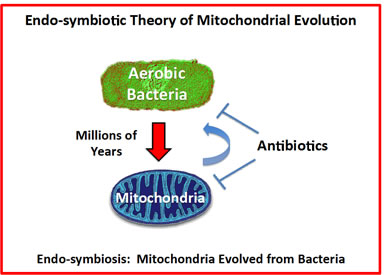 The endo-symbiotic theory of mitochondrial evolution: Implications for modern drug development.